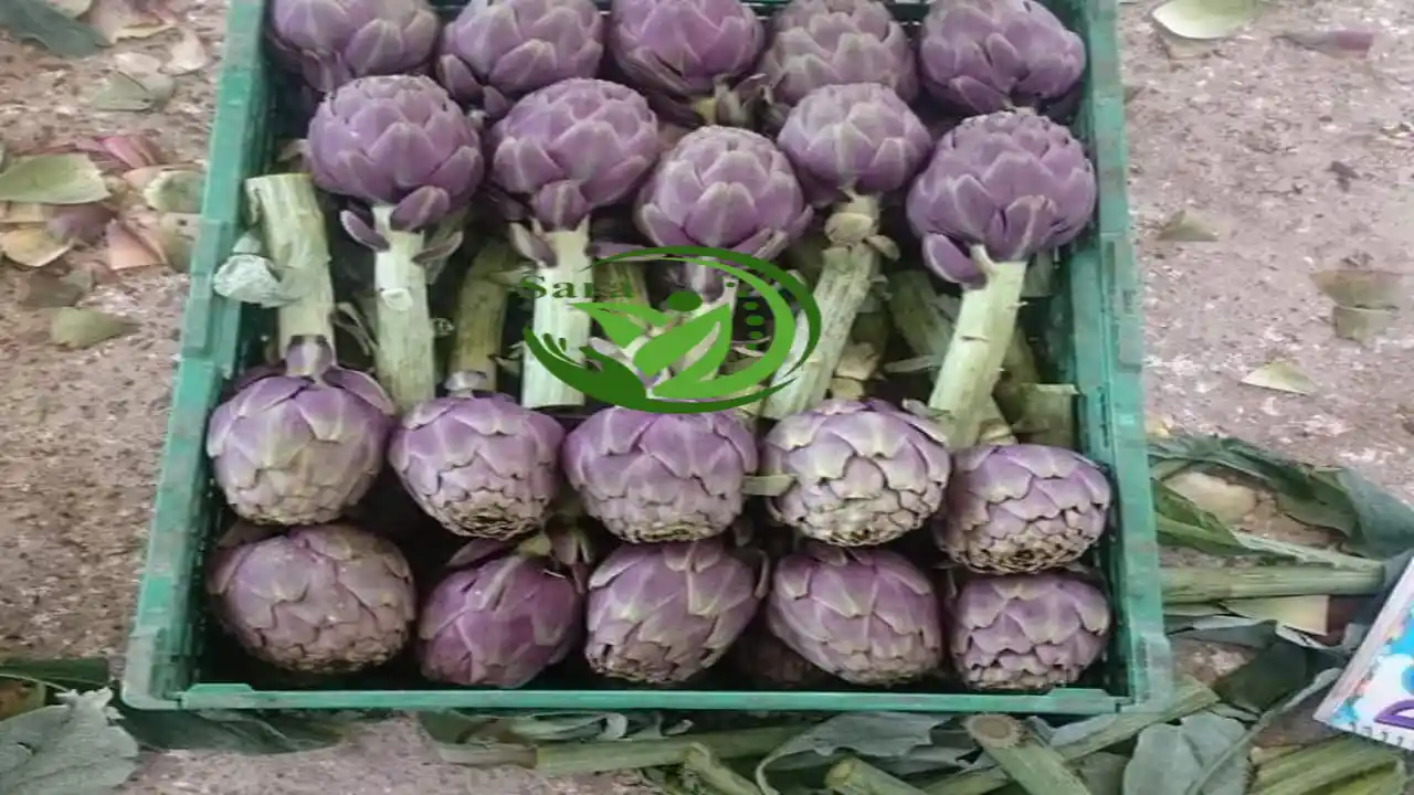 Fresh artichoke Exporter From Egypt